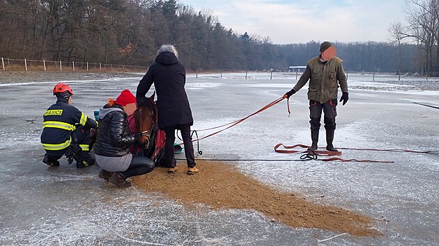 Hasii ve Spojilu pomhali dostat na nohy kon, kter uklouzl na ledu.