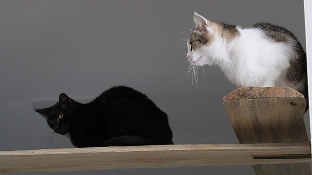 Ko�i�� �tulek spolku L�skou ke ko�k�m v Sokolov�