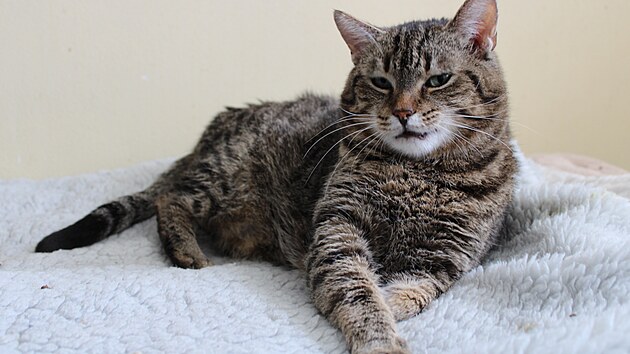 Ko�i�� �tulek spolku L�skou ke ko�k�m v Sokolov�