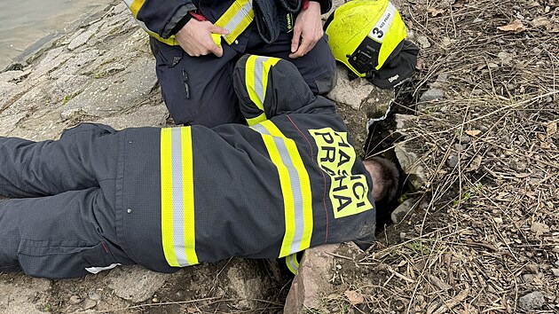 Prat hasii zachraovali psa, kter se zabhl do nory za nutri (12. prosince 2023)