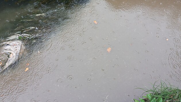 Takto vypad� Drnov� potok za de�t�.