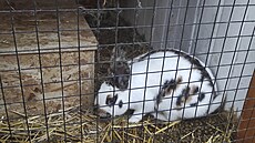 V nové expozici jihlavské zoologické zahrady v�nované domácím plemen�m je k...