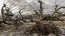 Kácení ovocných strom� v Synkov� u Rychnova nad Kn�nou.