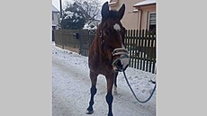 Kůň, kterého naháněli policisté na silnici na Karvinsku. (14. ledna 2024)
