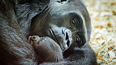 Gorilí mlád, které se v Rezervaci Dja Zoo Praha narodilo 2. ledna po deváté...