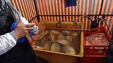 Ká� s uhynulými kapry na snímku Státní veterinární správy z kontroly...