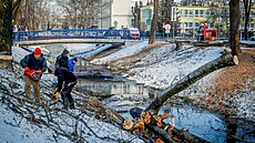 Povodí Vltavy se pustilo do v�t�í údr�by strom� kolem Mlýnské stoky.