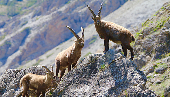 Kozoroec horský i alpský (Capra ibex) je velký zástupce turovitých.