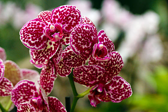 Jihoeské muzeum otevírá tropický ráj plný orchidejí a dalích rostlin