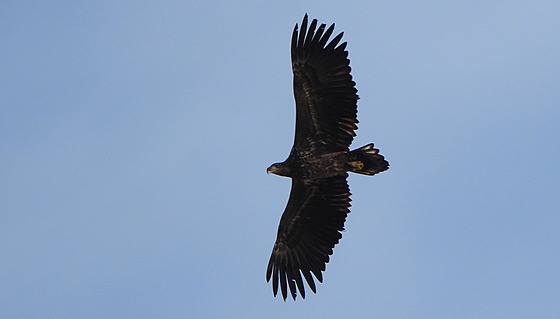 Mezi fotografické úlovky ornitolog patí mimo jiné orli motí.