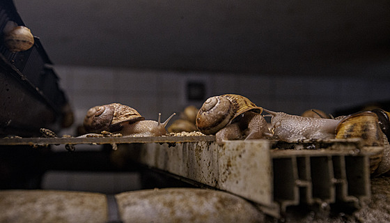 �ne�í farma v Naho�ovicích na P�erovsku produkuje známou francouzskou...