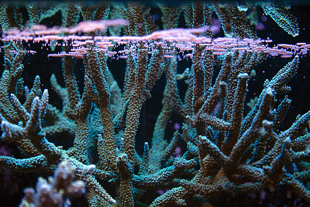 OBRAZEM: Korál ze zkumavky může pomoci zachránit ekosystém oceánů
