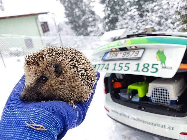 Zvířecím záchranářům chybí miliony. Naději pro kvalitní pomoc dává i Ježíšek