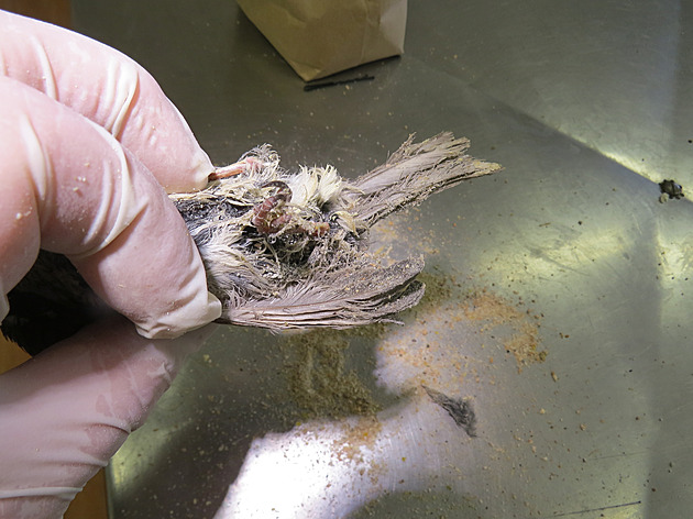 Sova lepicí past přežila, čáp trpěl kvůli čelisťové u rybníka dlouhé měsíce