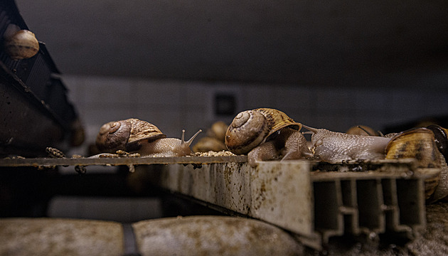 Šneci v české kuchyni mají tradici. Možná vás překvapí jak hlubokou