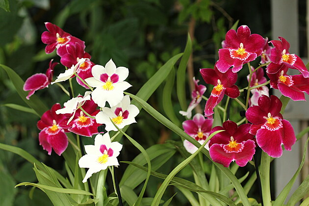 Jihoesk muzeum otevr tropick rj pln orchidej a dalch rostlin