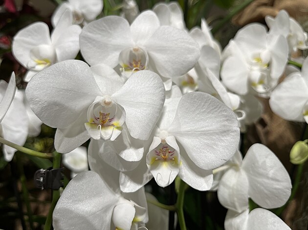 Jihoesk muzeum otevr tropick rj pln orchidej a dalch rostlin