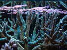 Koráli v laboratoi Coral Spawning Lab