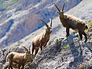 Kozoroec horský i alpský (Capra ibex) je velký zástupce turovitých.