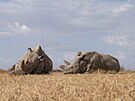 Poslední dv samice svého druhu, nosoroce bílého severního, Fatu a Nájin,...