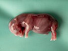 Detail embrya nosoroce bílého severního