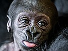 Gorilí samika, která se narodila 2. ledna 2024 samici Duni a samci Kisumovi.