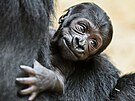 Gorilí samika, která se narodila 2. ledna 2024 samici Duni a samci Kisumovi...