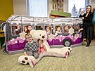 Radn� David Beke p�edal ply�ov� medv�dy i makety v�no�n�ho trolejbusu d�tem v...