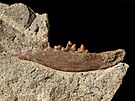 U Vale na Karlovarsku objevili paleontologové spodní elist neznámého zvíete...