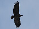 Mezi fotografické úlovky ornitolog patí mimo jiné orli motí.