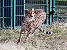 ZOO Plze� vypustila do venkovn�ho v�b�hu dv� samice geparda s�d�nsk�ho,...