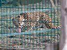 ZOO Plze� vypustila do venkovn�ho v�b�hu dv� samice geparda s�d�nsk�ho,...