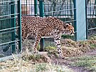 ZOO Plze� vypustila do venkovn�ho v�b�hu dv� samice geparda s�d�nsk�ho,...