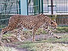 ZOO Plze vypustila do venkovnho vbhu dv samice geparda sdnskho,...