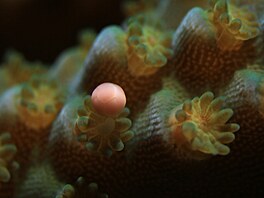 Koráli v laboratoi Coral Spawning Lab