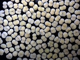 Koráli v laboratoi Coral Spawning Lab