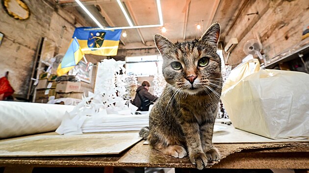 Ko�ky slou�� ukrajinsk�m voj�k�m na front� jako forma rozpt�len�, bojuj� ale i se z�plavou my�� a krys.