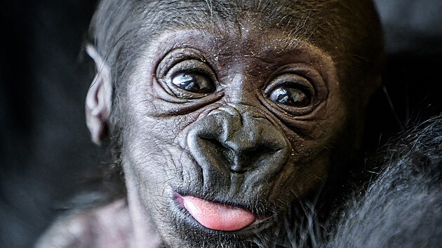 Goril samika, kter se narodila 2. ledna 2024 samici Duni a samci Kisumovi.