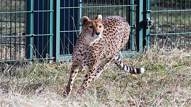 ZOO Plze� vypustila do venkovn�ho v�b�hu dv� samice geparda s�d�nsk�ho, p�ivezli je z francouzsk�ho chovu. (25. ledna 2024)