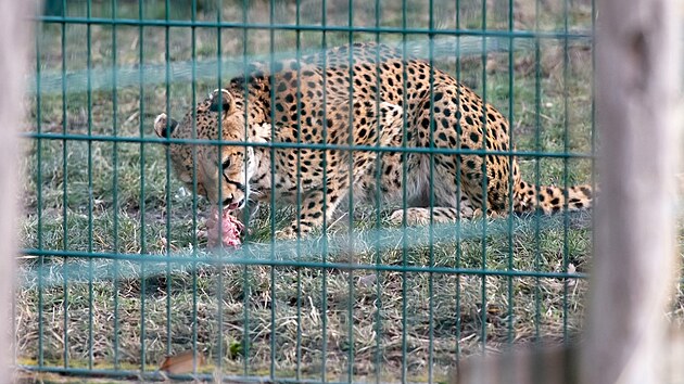 ZOO Plze vypustila do venkovnho vbhu dv samice geparda sdnskho, pivezli je z francouzskho chovu. (25. ledna 2024)