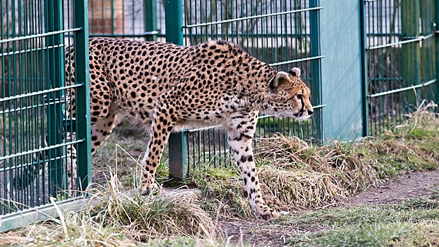 ZOO Plze vypustila do venkovnho vbhu dv samice geparda sdnskho, pivezli je z francouzskho chovu. (25. ledna 2024)