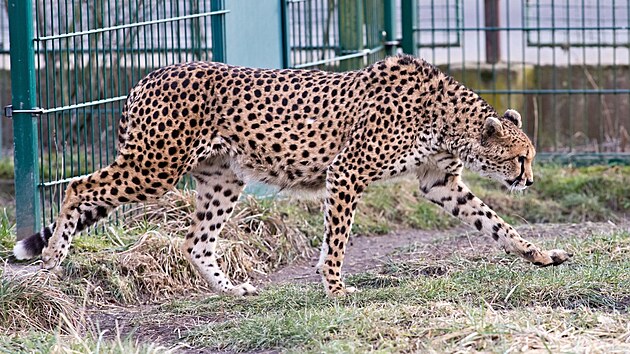 ZOO Plze vypustila do venkovnho vbhu dv samice geparda sdnskho, pivezli je z francouzskho chovu. (25. ledna 2024)