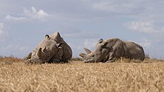Poslední dv� samice svého druhu, nosoro�ce bílého severního, Fatu a Nájin,...