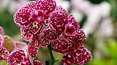 Jiho�eské muzeum otevírá tropický ráj plný orchidejí a dal�ích rostlin