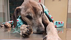 Zubo�eného psa strá�níci odvezli do táborského útulku pro psy a ko�ky.