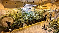 P�stírna konopí odhalená poblí� Chodova na Sokolovsku