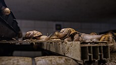 �ne�í farma v Naho�ovicích na P�erovsku produkuje známou francouzskou...