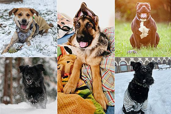 Lednové umíst�ní v anket� Nejroztomilej�í mazlí�ek je rozdáno.