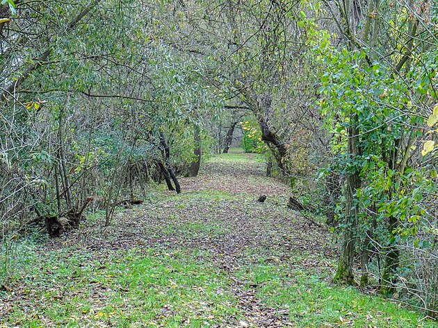 T�leso p�ed H�jenkou Bukov�. GPS: 48.9640492N, 17.3442361E