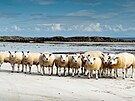 Tkotonání ovce z ostrova Tiree se o sebe umí postarat.